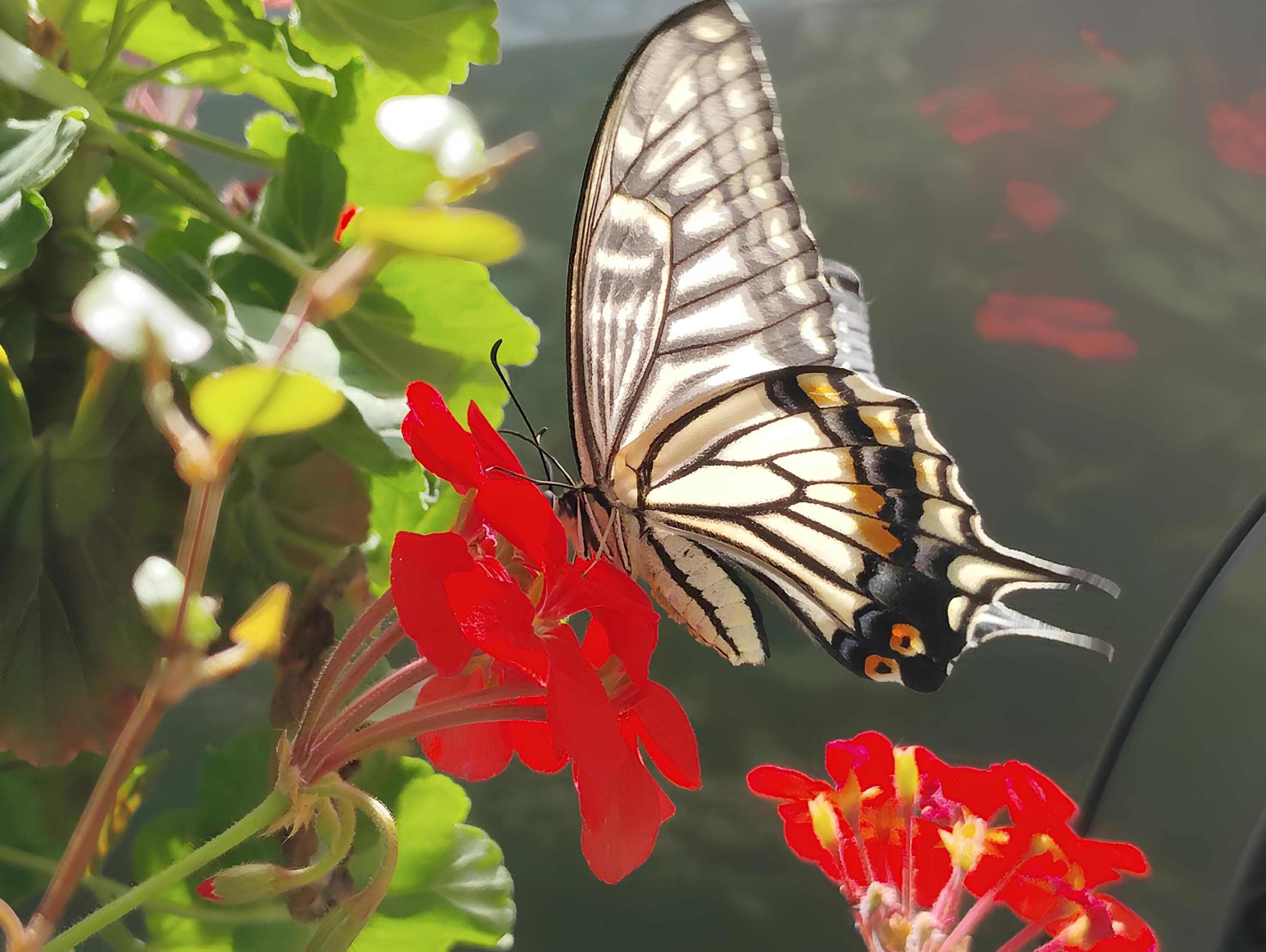 庭に舞い降りし美しき蝶