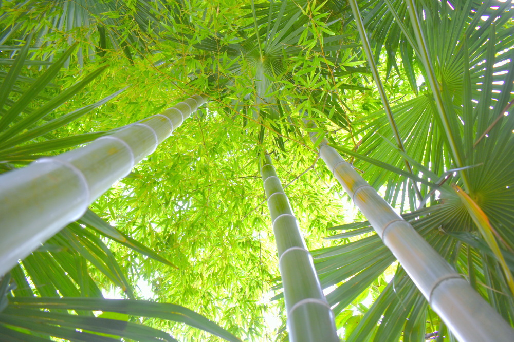 青春溢れる竹やぶ