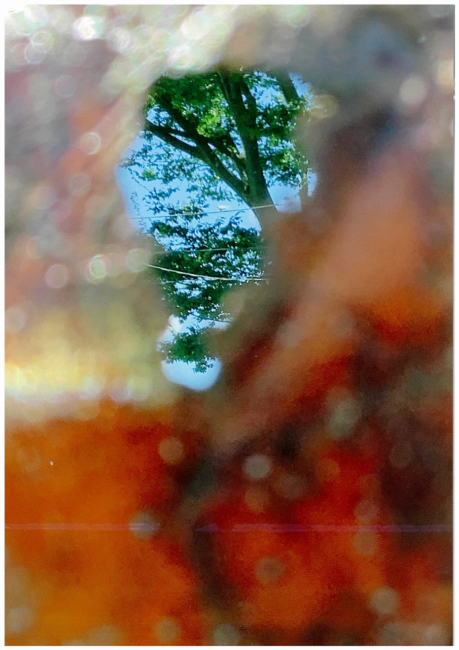 落ち葉の中の鳥