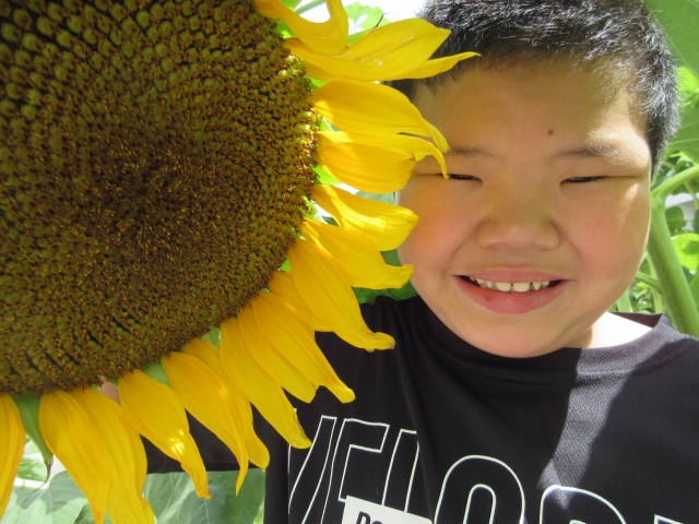 ひまわりと友達