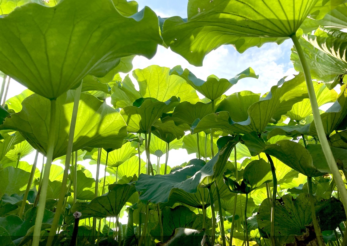 真夏のパラソル