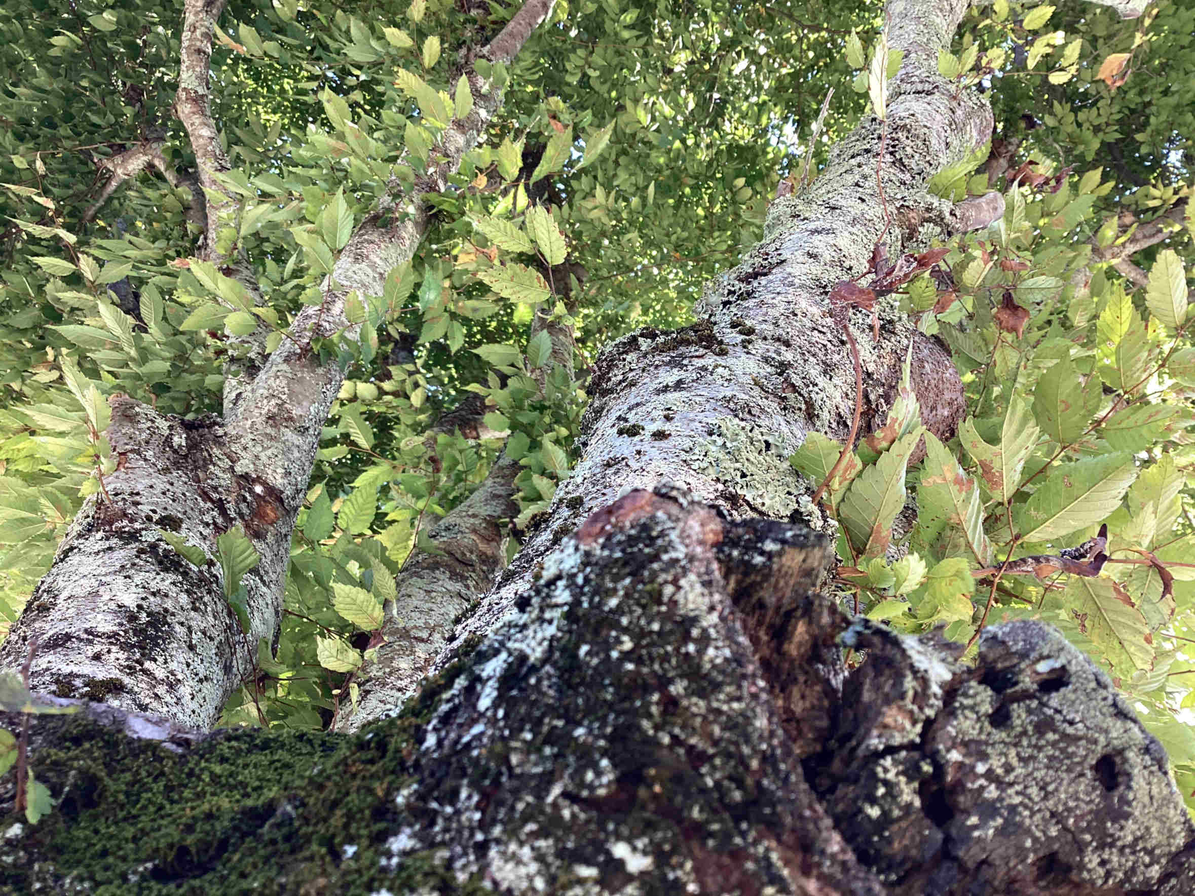 みどりのはっぱ