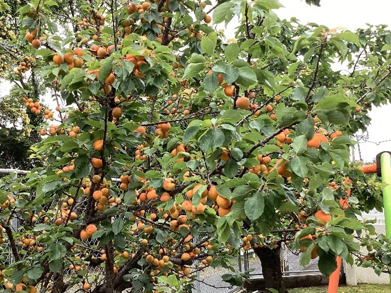 ハロウィンの準備中