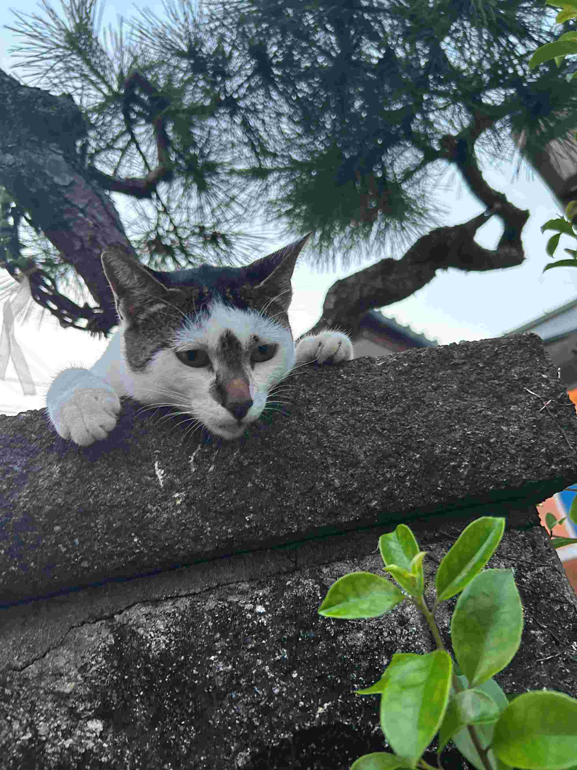 みちょっばあいじゃないけん、はよおろして