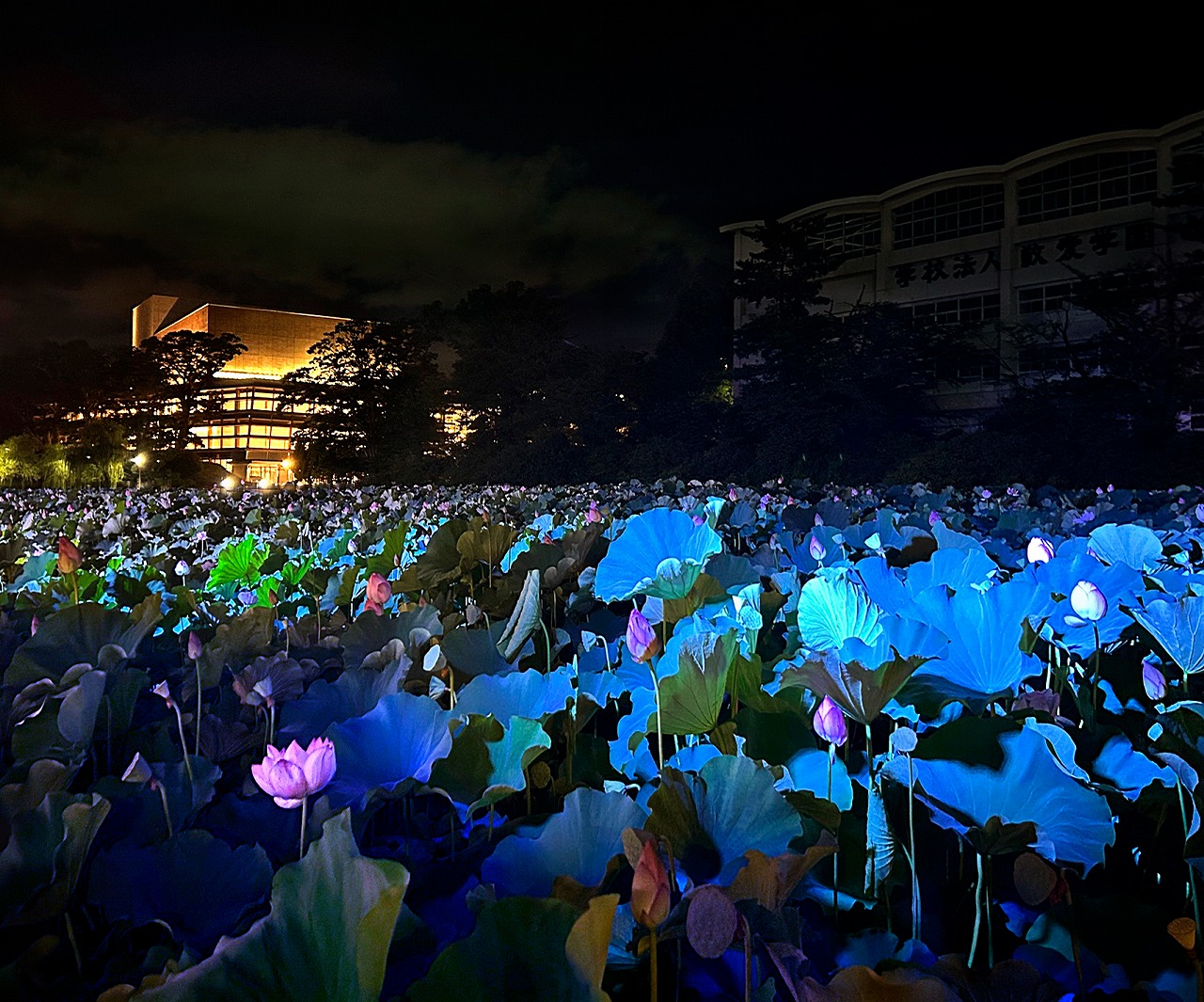水面に光る蓮たちよ