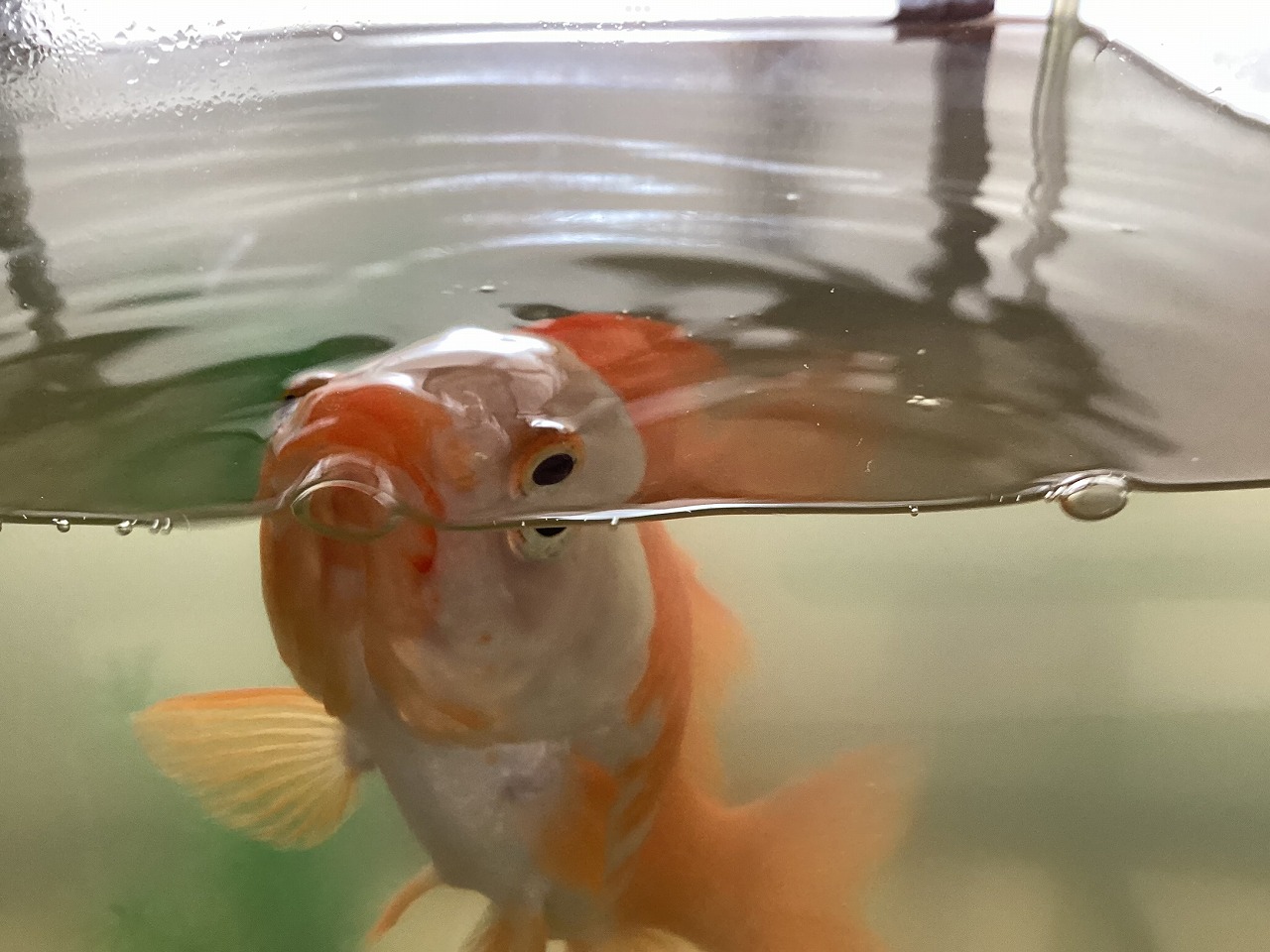 金魚 パクパク 浮いている