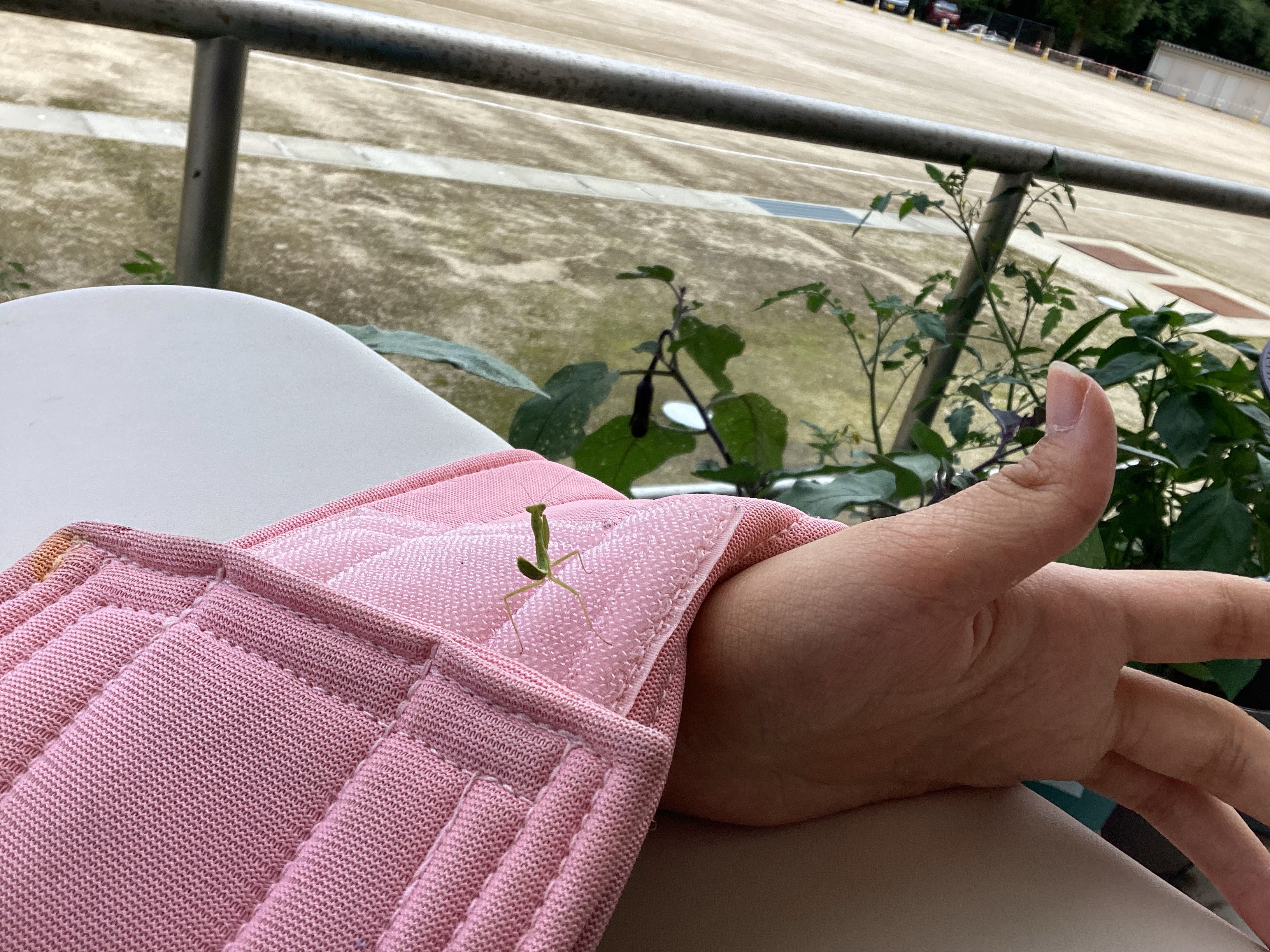 かまきりくんの冒険